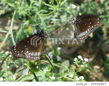 アルナーチャラ山中のつがいの蝶 アルナーチャラ山中のつがいの蝶 20430807