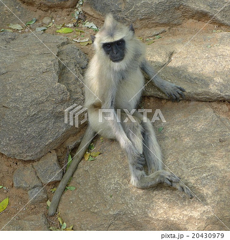 アルナーチャラ山中のサル 20430979