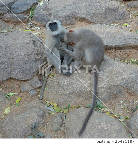 アルナーチャラ山中のサル　異種同士でも仲良くノミ取り 20431187