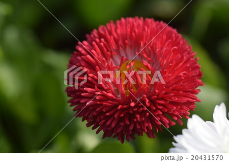 赤いチロリアンデージーの花 20431570