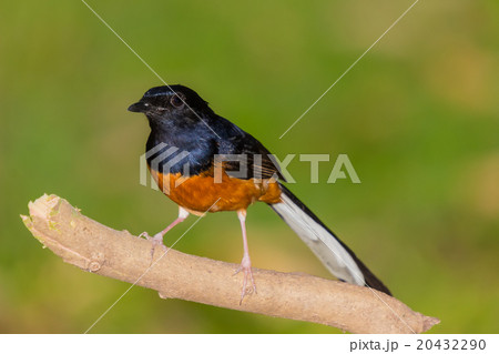 White-rumped shama 20432290
