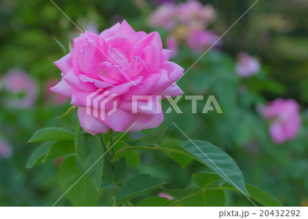 Beautiful Pink Rose 20432292