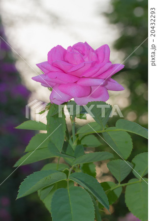 Beautiful Pink Rose Beautiful Pink Rose 20432293
