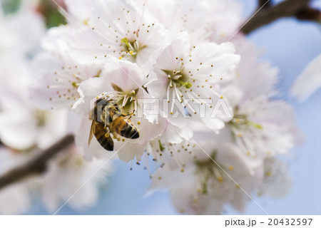 桜 さくら サクラ 20432597
