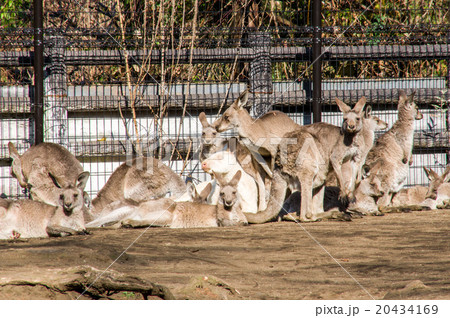 金沢動物園|ヒガシオオカンガルー 金沢動物園|ヒガシオオカンガルー 20434169