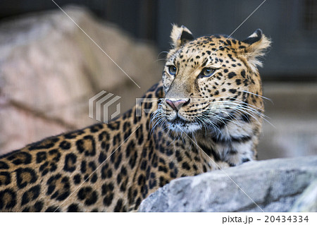 アムールヒョウ 20434334