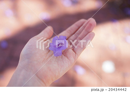 Jacaranda flower Jacaranda flower 20434442