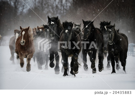 走る馬の集団 20435883