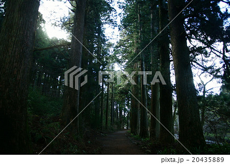 箱根旧街道杉並木 20435889