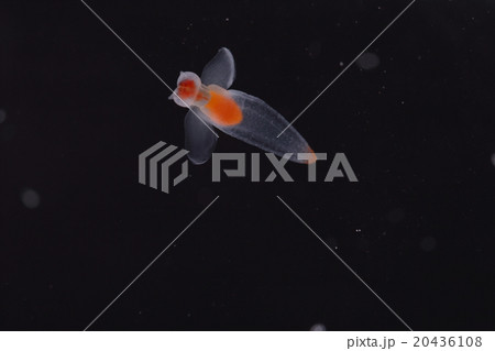 クリオネ 20436108