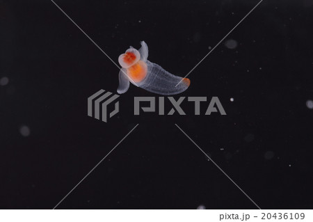 クリオネ 20436109