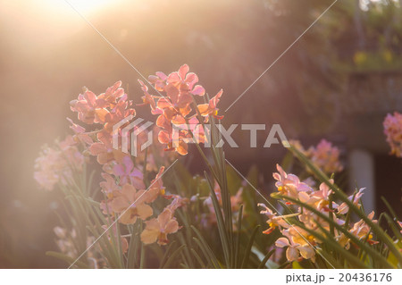 Orchids soft focus on morning sunlight tones. Orchids soft focus on morning sunlight tones. 20436176
