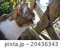 じっと柵の外を見つめるトラ猫 20436343