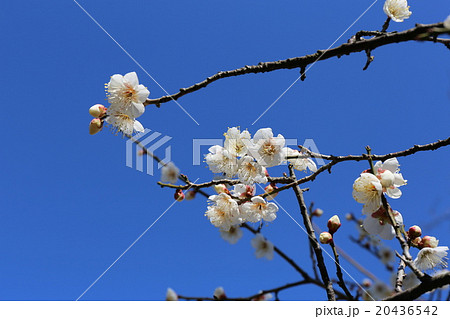 白梅の花 20436542