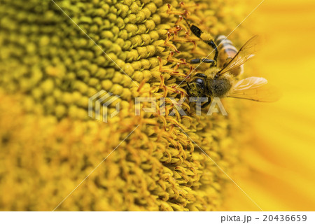 蜂 ハチ 蜜蜂 20436659