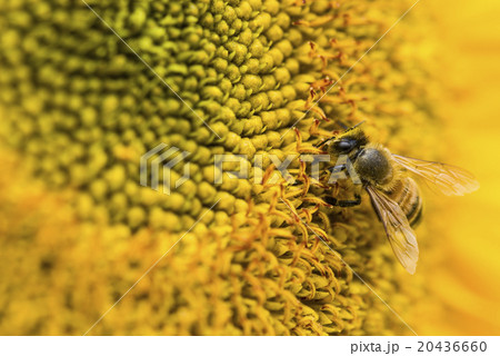 蜂 ハチ 蜜蜂 20436660