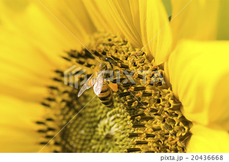 蜂 ハチ 蜜蜂 20436668