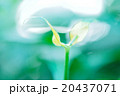 新芽 20437071