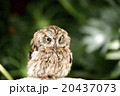 フクロウ２ 20437073