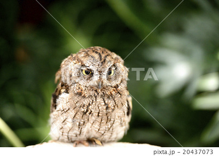 フクロウ２ 20437073
