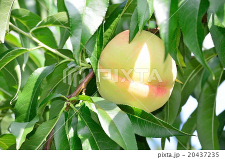 夏の陽射しを浴びて収穫を待つ清水白桃 20437235
