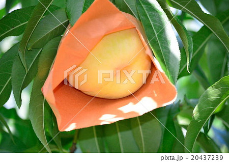 夏の陽射しを浴びて収穫を待つ清水白桃 20437239