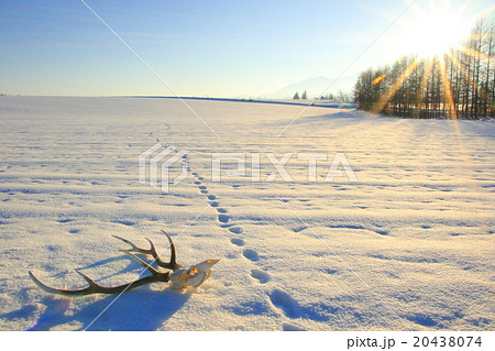 北海道の大自然　エゾ鹿の骸骨と角と雪原とキタキツネの足跡と太陽 20438074