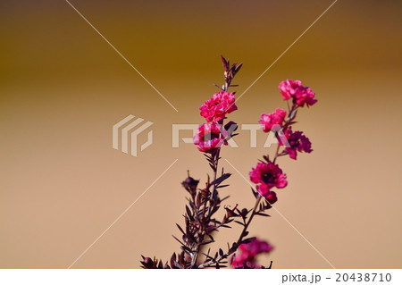 ギョリュウバイ 20438710