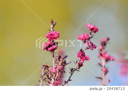 ギョリュウバイ 20438713