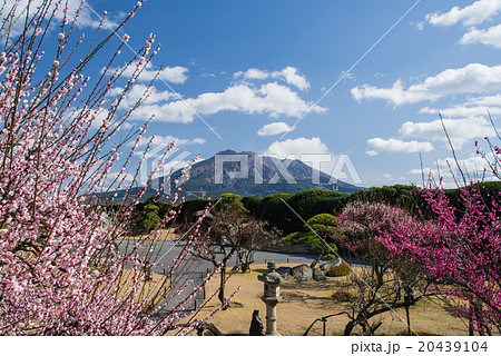 梅林の仙巌園と桜島 梅林の仙巌園と桜島 20439104