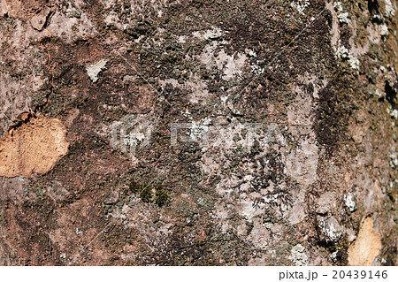 ケヤキの樹皮 20439146