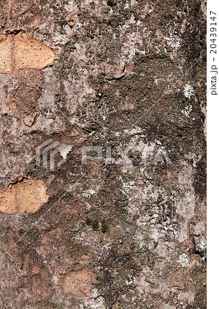 ケヤキの樹皮 ケヤキの樹皮 20439147