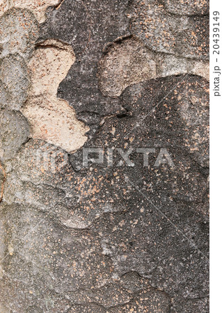 ケヤキの樹皮 20439149