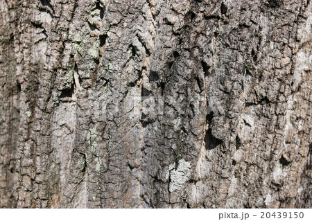 ユリノキの樹皮 20439150