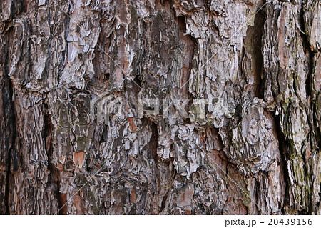 ダイオウショウの樹皮 20439156