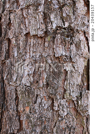 ダイオウショウの樹皮 20439157