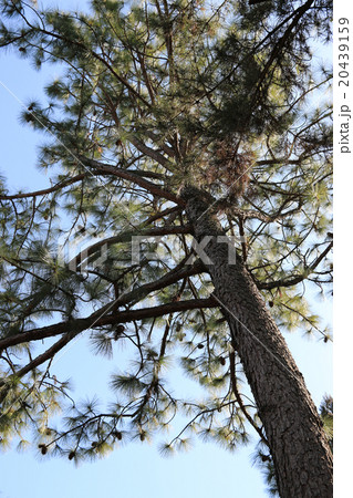 クロマツ 20439159