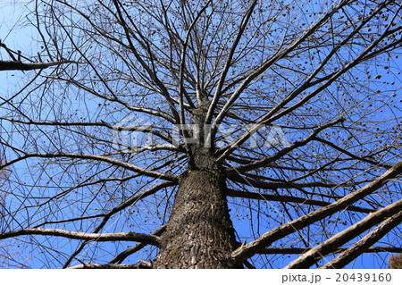 ラクウショウ ラクウショウ 20439160