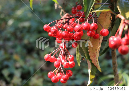 マンリョウの実 マンリョウの実 20439161