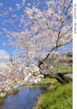 桜の花 20439220