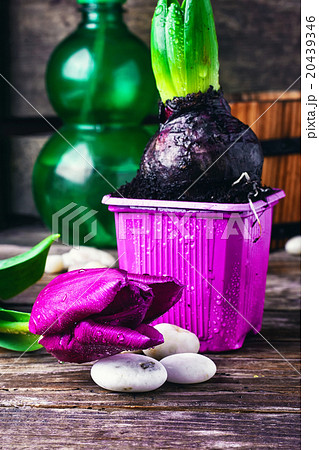 Sprouting hyacinth and Tulip Sprouting hyacinth and Tulip 20439346