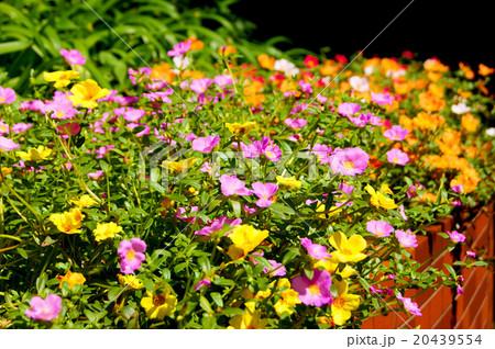 赤と黄と桜色のポーチュラカの花壇 20439554
