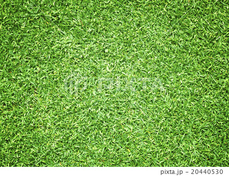 Golf Courses green lawn Golf Courses green lawn 20440530