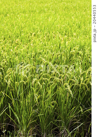 たんぼ 田んぼ 田圃 20440553