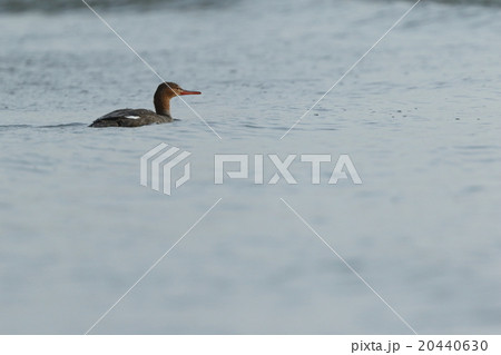 生き物 鳥類 ウミアイサ、メスです。日本の沿岸で越冬ししばしば海岸近くにも現れます 生き物 鳥類 ウミアイサ、メスです。日本の沿岸で越冬ししばしば海岸近くにも現れます 20440630