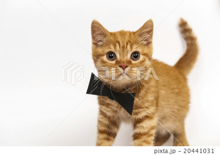 Red kitten with butterfly tie on white background Red kitten with butterfly tie on white background 20441031