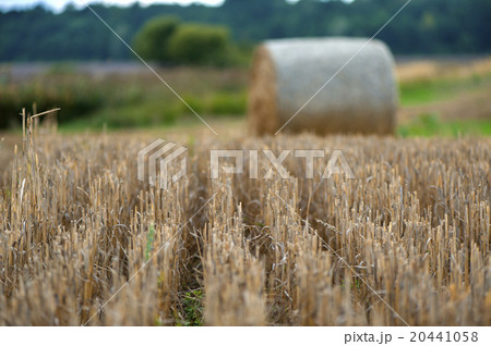 Staw bales on fields at harvesting time Staw bales on fields at harvesting time 20441058