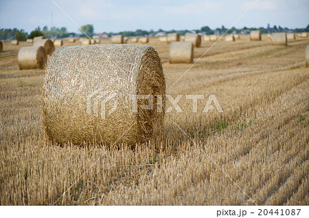 Staw bales on fields at harvesting time Staw bales on fields at harvesting time 20441087