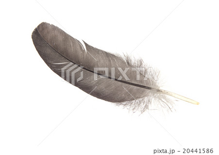 feather of a bird feather of a bird 20441586