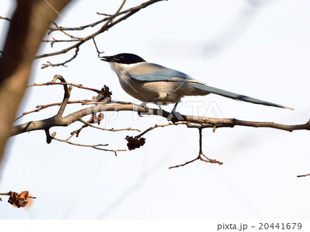 野鳥のオナガが柿の木に 20441679